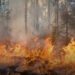 Does Travel Insurance Cover Wildfires?