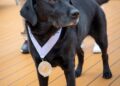 Holland America Honors Guide Dog Legacy – Chris Cruises
