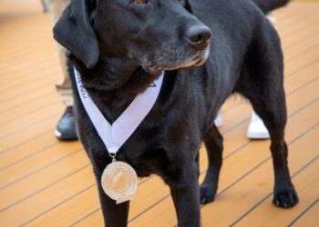 Holland America Honors Guide Dog Legacy – Chris Cruises